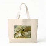 Pale Yellow Poinsettia 1 bags