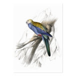 Paleheaded Parrakeet by Edward Lear Business Card Templates