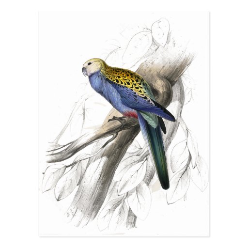 Paleheaded Parrakeet by Edward Lear Post Card