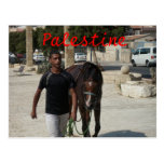 Palestinian Knight Post Card