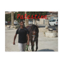 Palestinian Knight Post Card