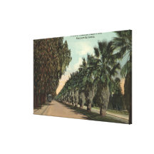 Palm and Pepper Trees Alongside Avenue Canvas Prints