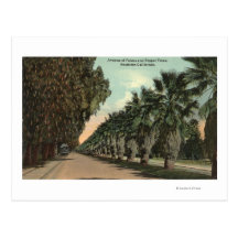 Palm and Pepper Trees Alongside Avenue Postcard