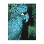 Palm cockatoo has imposing head-dress post cards