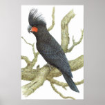 Palm Cockatoo - Probosciger aterrimus Print