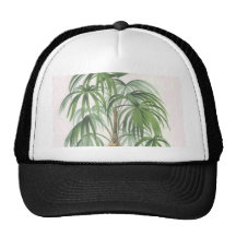 Palm drawings Collection Trucker Hats