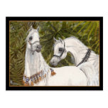 Palm Grove Arabian horse postcard