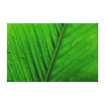 Palm Leaf Stretched Canvas Print