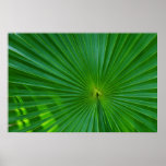 Palm leaf close-up posters