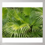 Palm Leaves posters