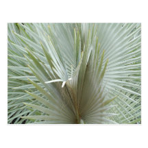 Palm Postcards