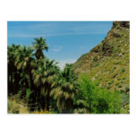 Palm Springs Scene Post Cards