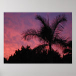 Palm Sunset posters