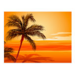 Palm Tree Beach Sunset Post Cards