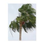 Palm Tree Blowing In The Wind Post Cards