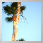 Palm Tree Canvas Print