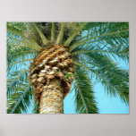 Palm Tree & Parrot - poster posters