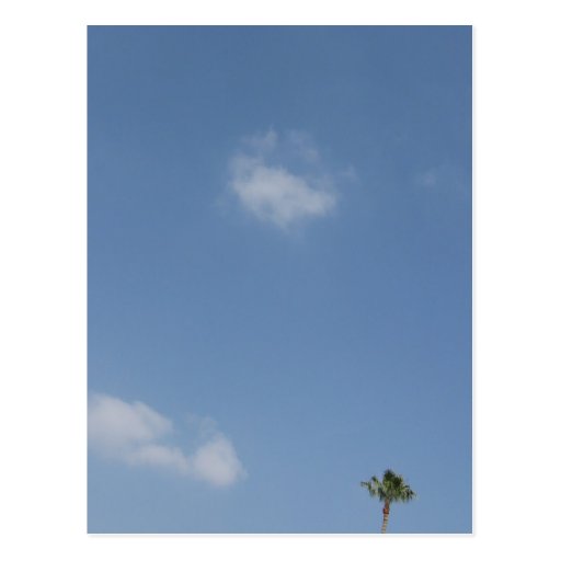 palm tree post card