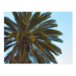 palm tree postcard