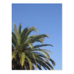 palm tree postcard