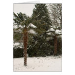 Palm Trees and Snow cards
