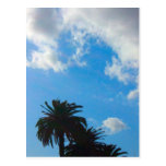Palm Trees  Blue Sky Post Card