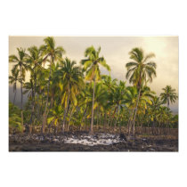 Palm trees, National Historic Park Pu'uhonua o
