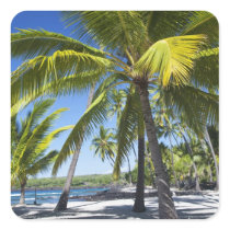 Palm trees, National Historic Park Pu'uhonua o