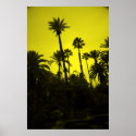 Palm Trees of Morocco posters