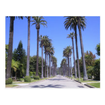 Palm trees on a street in Los Angeles Post Card