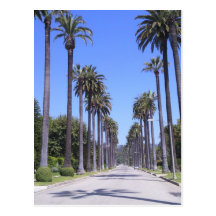 Palm trees on a street in Los Angeles Postcards