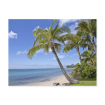 Palm trees on the beach in Hawaii. Post Cards