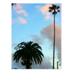 Palm Trees Post Card