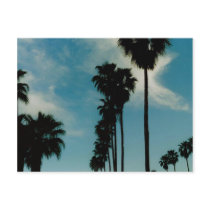 Palm Trees Post Card