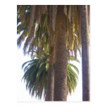 Palm Trees Postcard