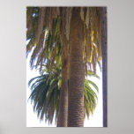 Palm Trees Poster