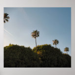 palm trees print