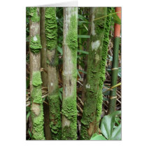 Palm Trunks Covered with Moss Card