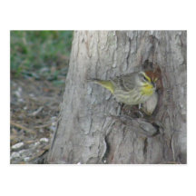 Palm Warbler Post Card