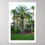 Palms of Florida posters