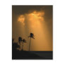 Palmtrees at sunet post cards