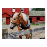 Palomino By Red Barn Greeting Card