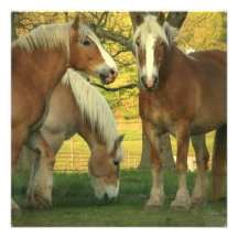 Palomino Draught   Horses Invitation