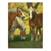 Palomino Draught   Horses Postcard