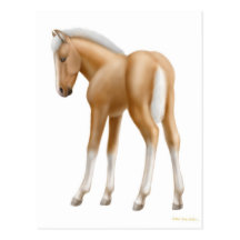 Palomino Foal Postcard