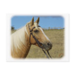 Palomino Horse 9R015D-184 postcards