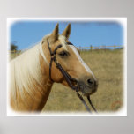 Palomino Horse 9R015D-184 posters