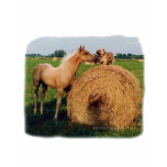 Palomino Horse and Dog Meeting t-shirts