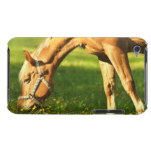 Palomino Horse Grazing iTouch Case iPod Touch Cases