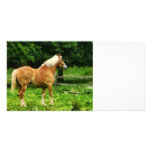 Palomino Walking Away Custom Photo Card